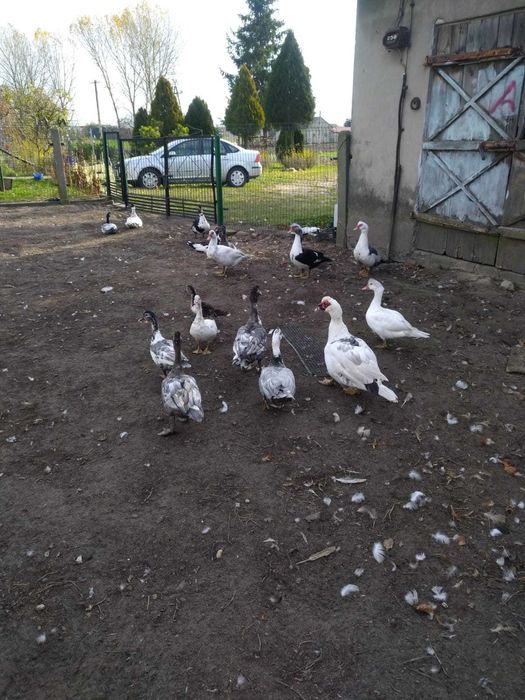 Sprzedam kaczki francuskie tegoroczne