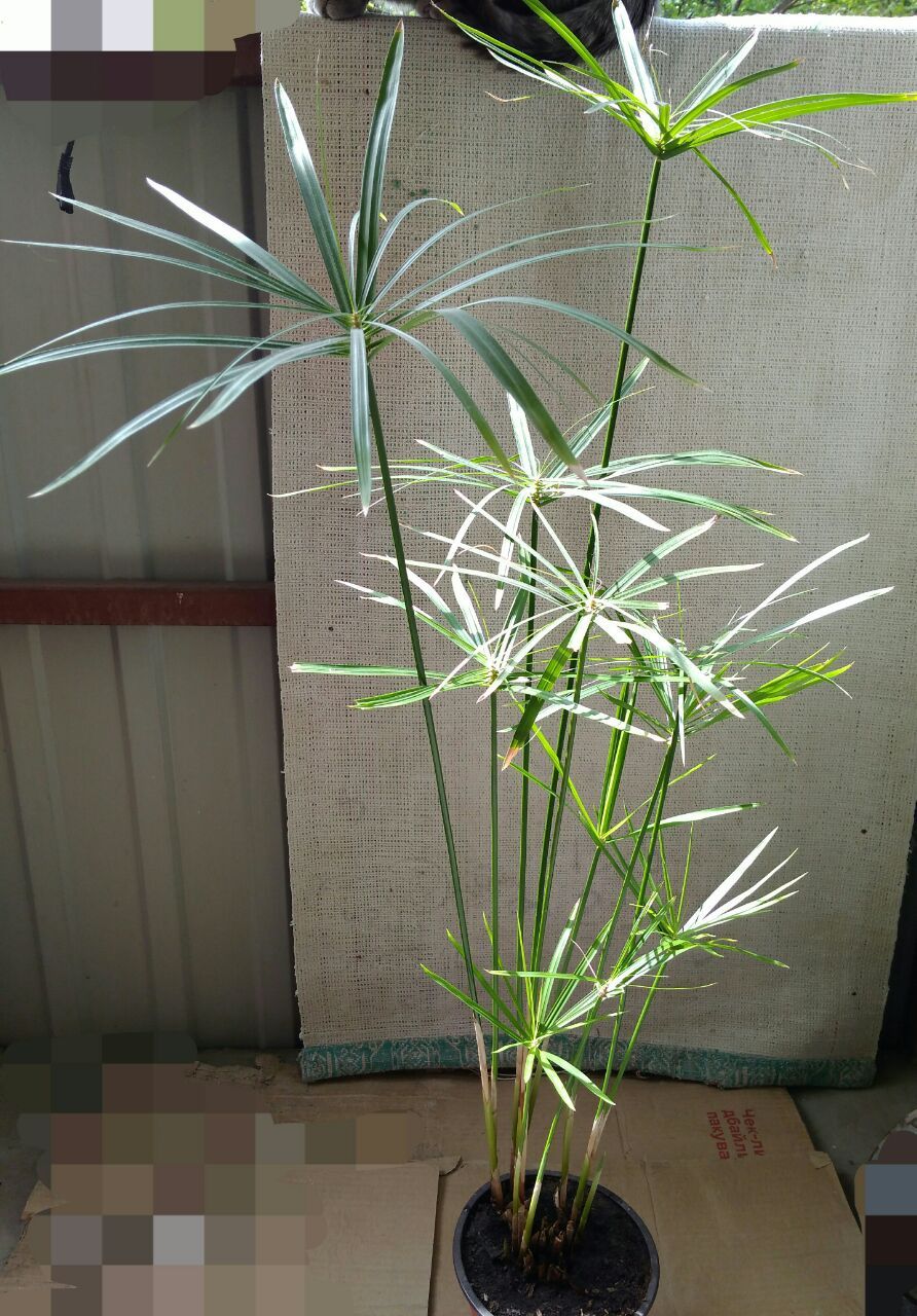 Циперус комнатное растение пальма цветок