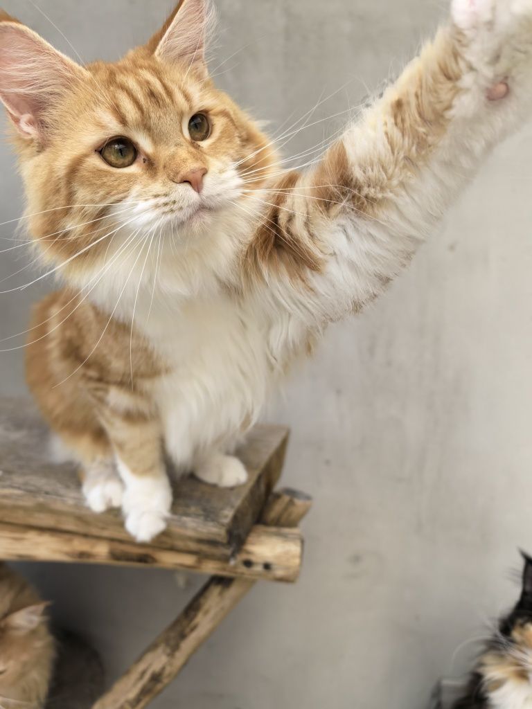 Catholini Maine Coon RUTKA ruda kotka