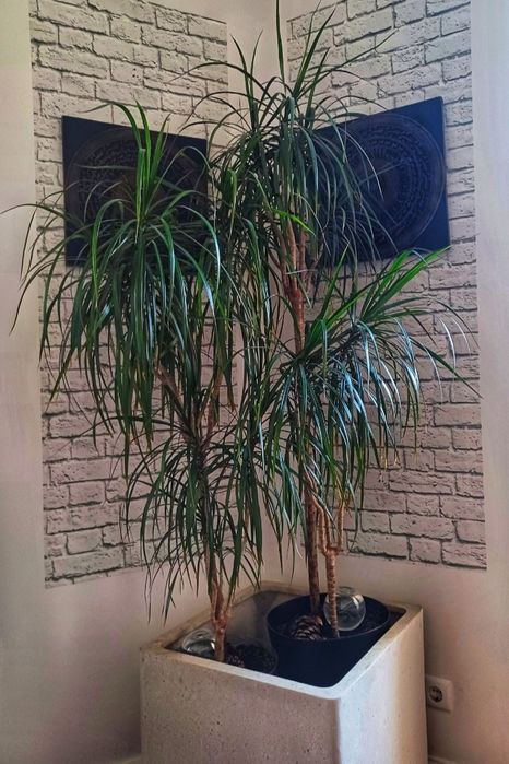 Dracaena Marginata 180cm 4 pés