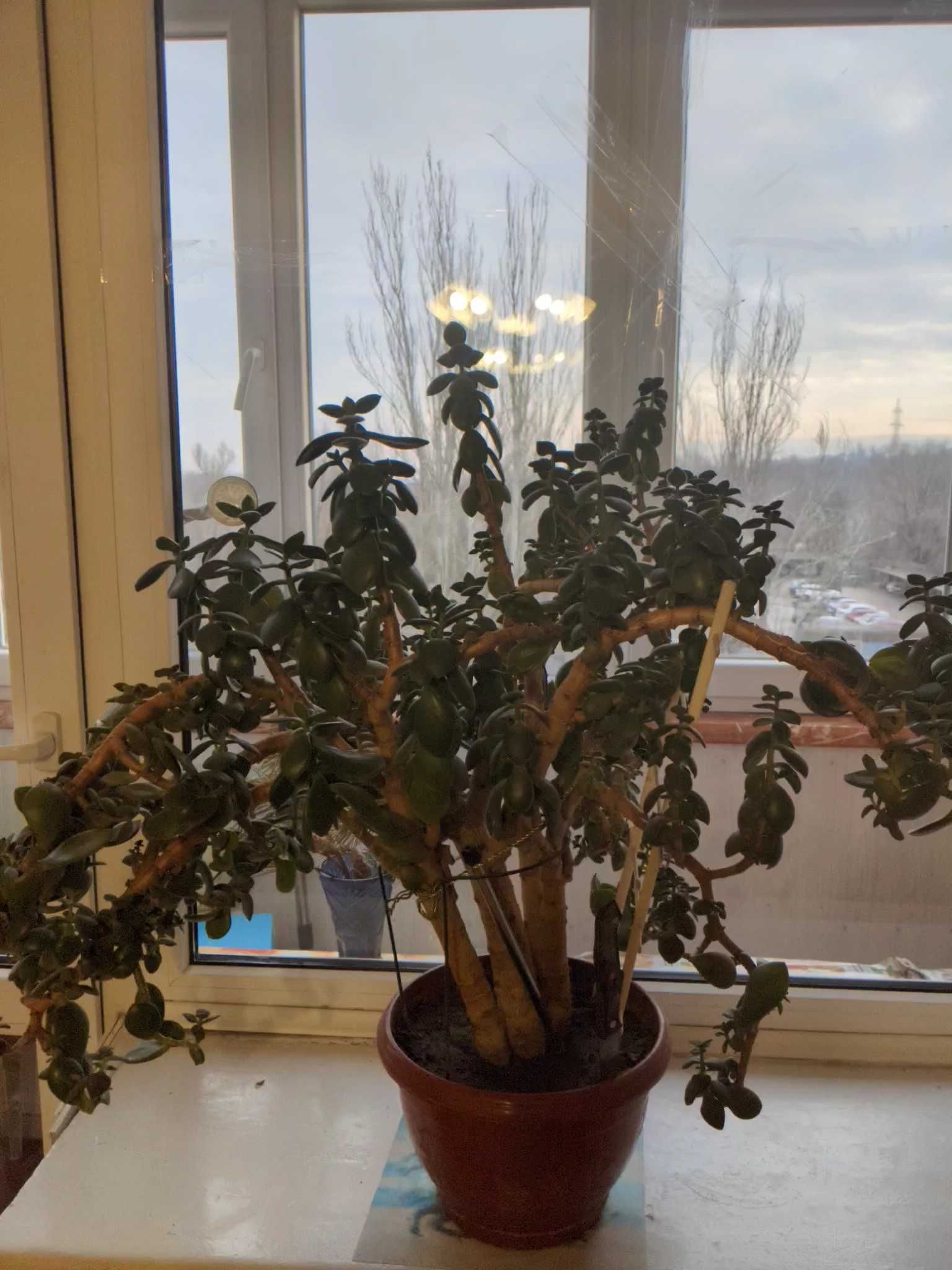 Денежное дерево (толстянка)