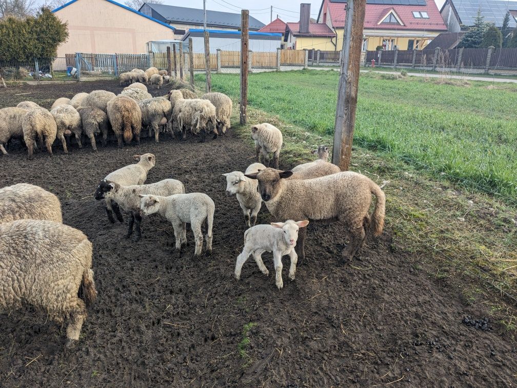 Baranki czarnogłówki  mlode i stare kosarki Baran