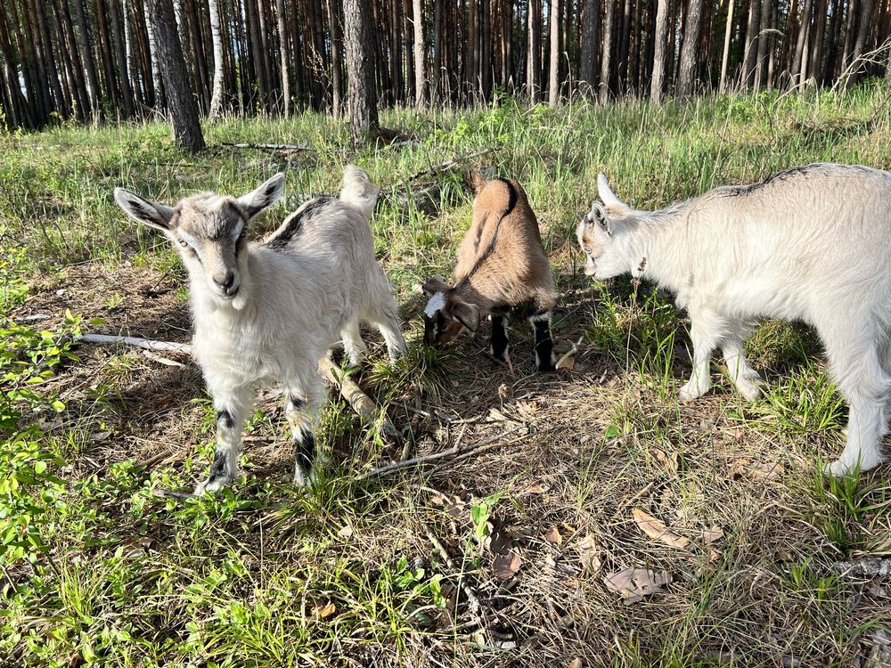 Продам  Альпійських Кіз