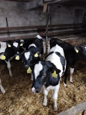 Byczki, cielaki, odpojone