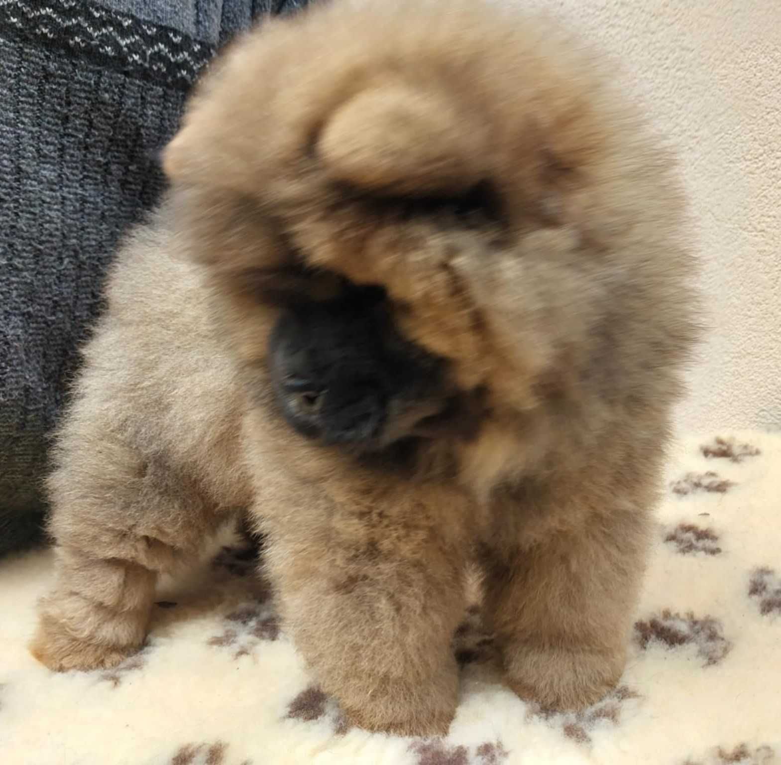 Chow chow ruda suczka ZKwP