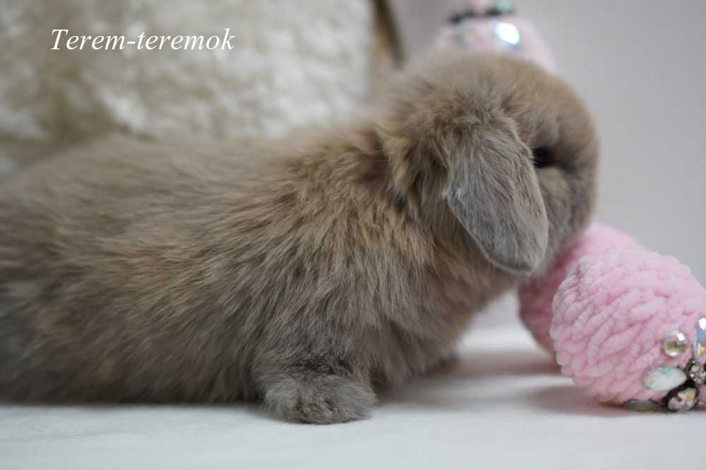 Породистый карликовый крольчонок Mini Lop