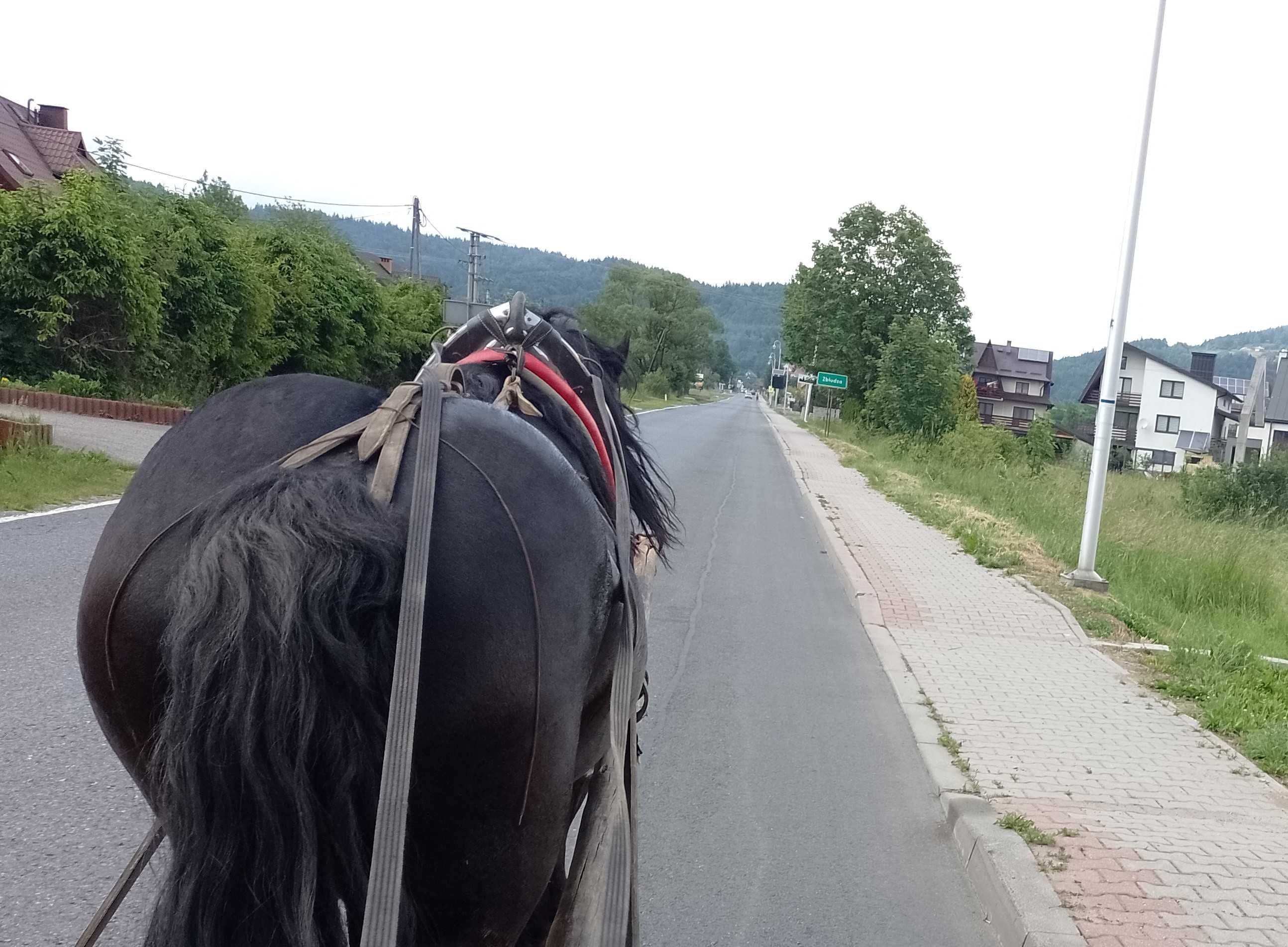 Koń zimnokrwisty