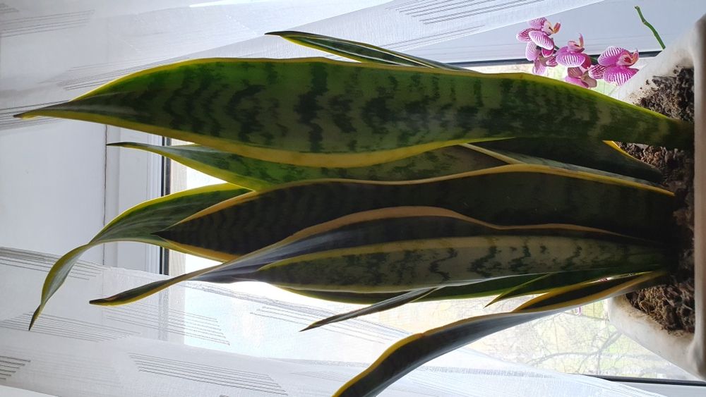 Продам сансевієрію