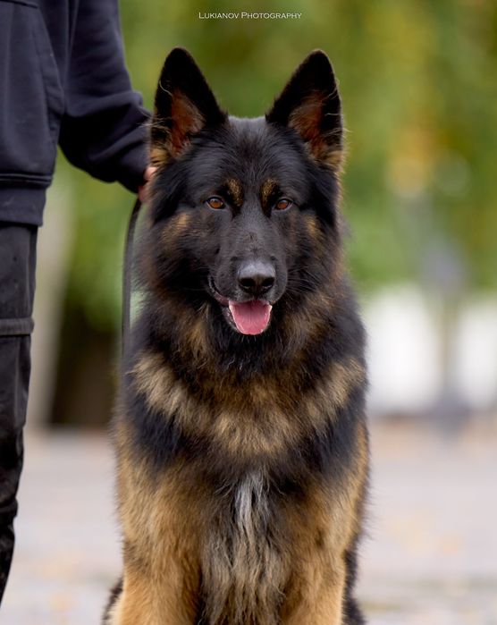 Можливо,то ваша мрія?