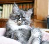 Maine Coon - kocurek Bydgoszcz
