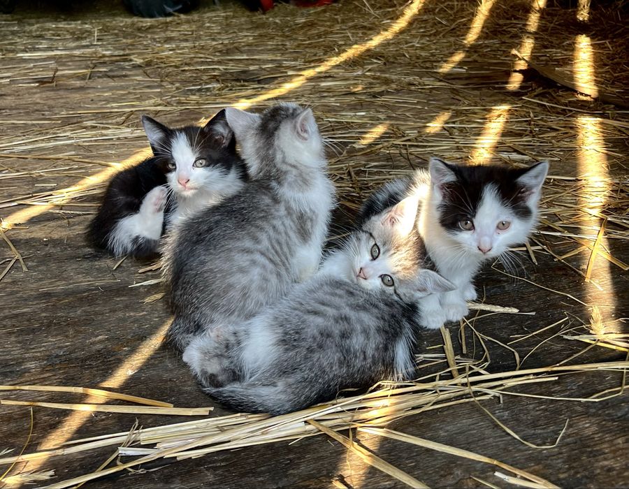 Oddam kotki w dobre rece