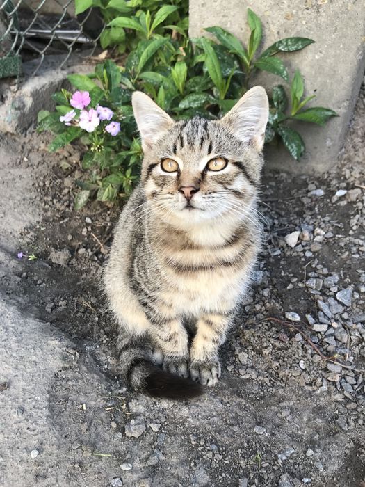 Котик 4 міс. хлопчик тигровий