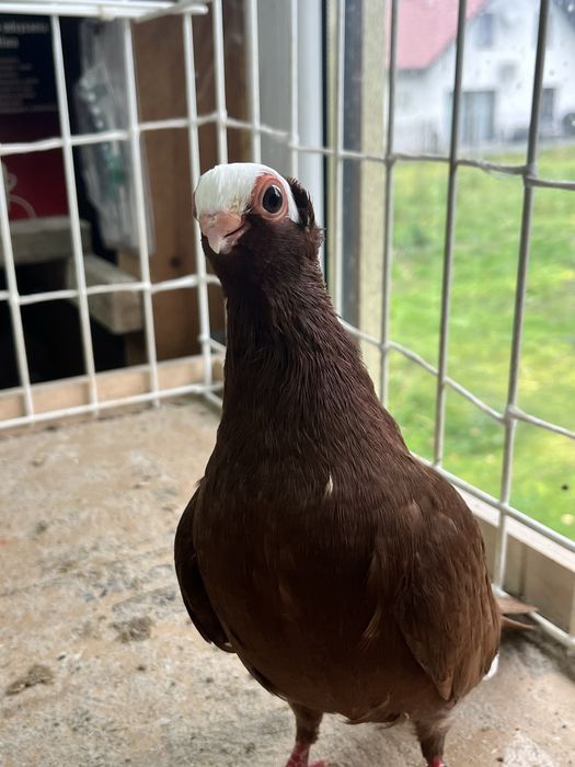 samiec kolcaty 2025r