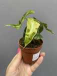 Alocasia Polly Variegata Aurea