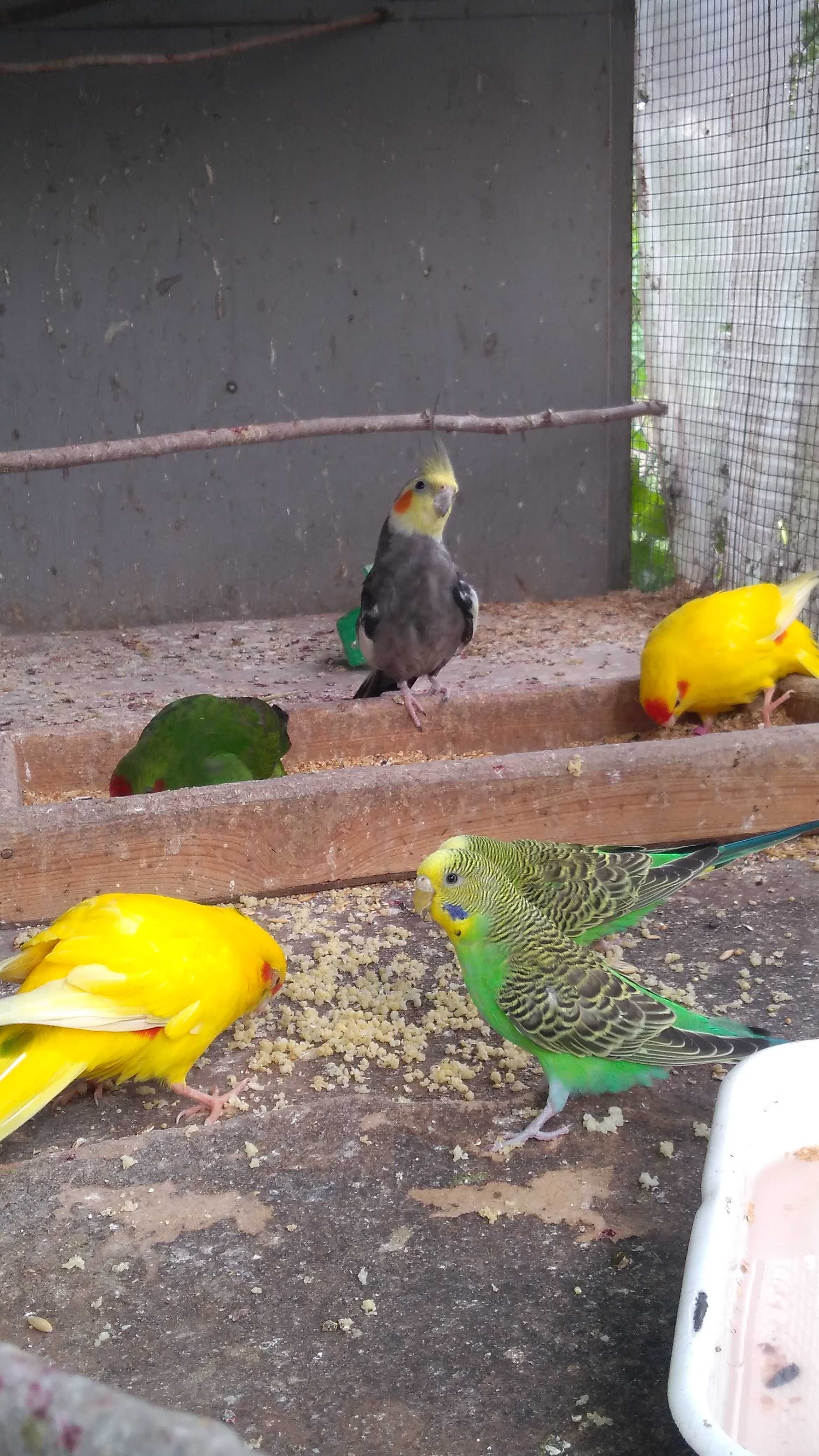Новозеландские попугаи птенцы- какарики