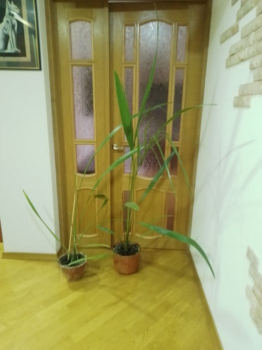 Пальма  фінікова