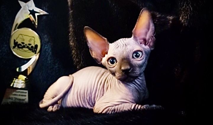 Канадский сфинкс с родословной клубный