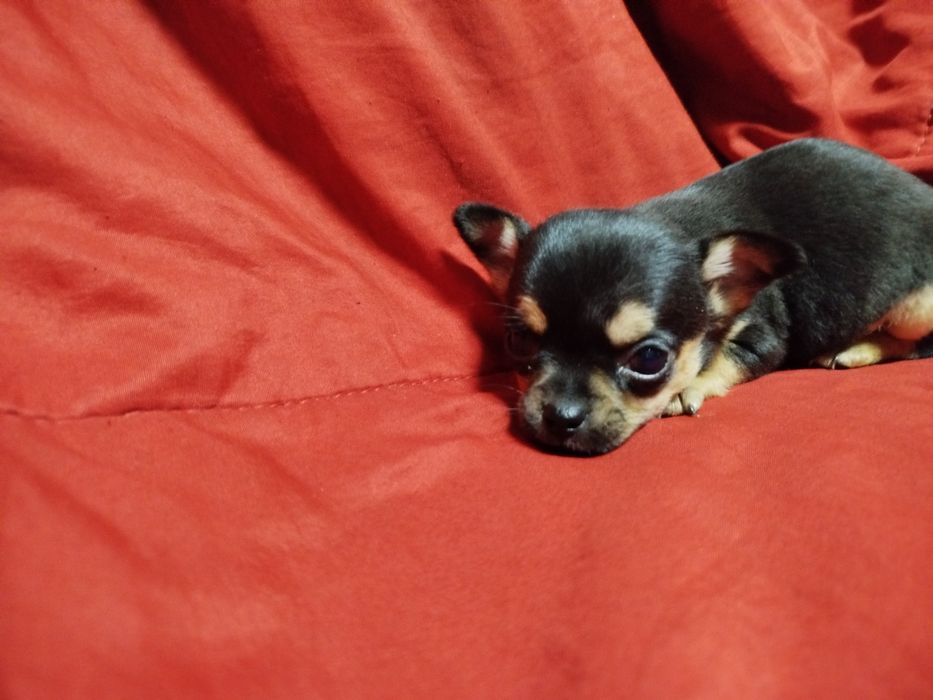 Chihuahua de pelo curto