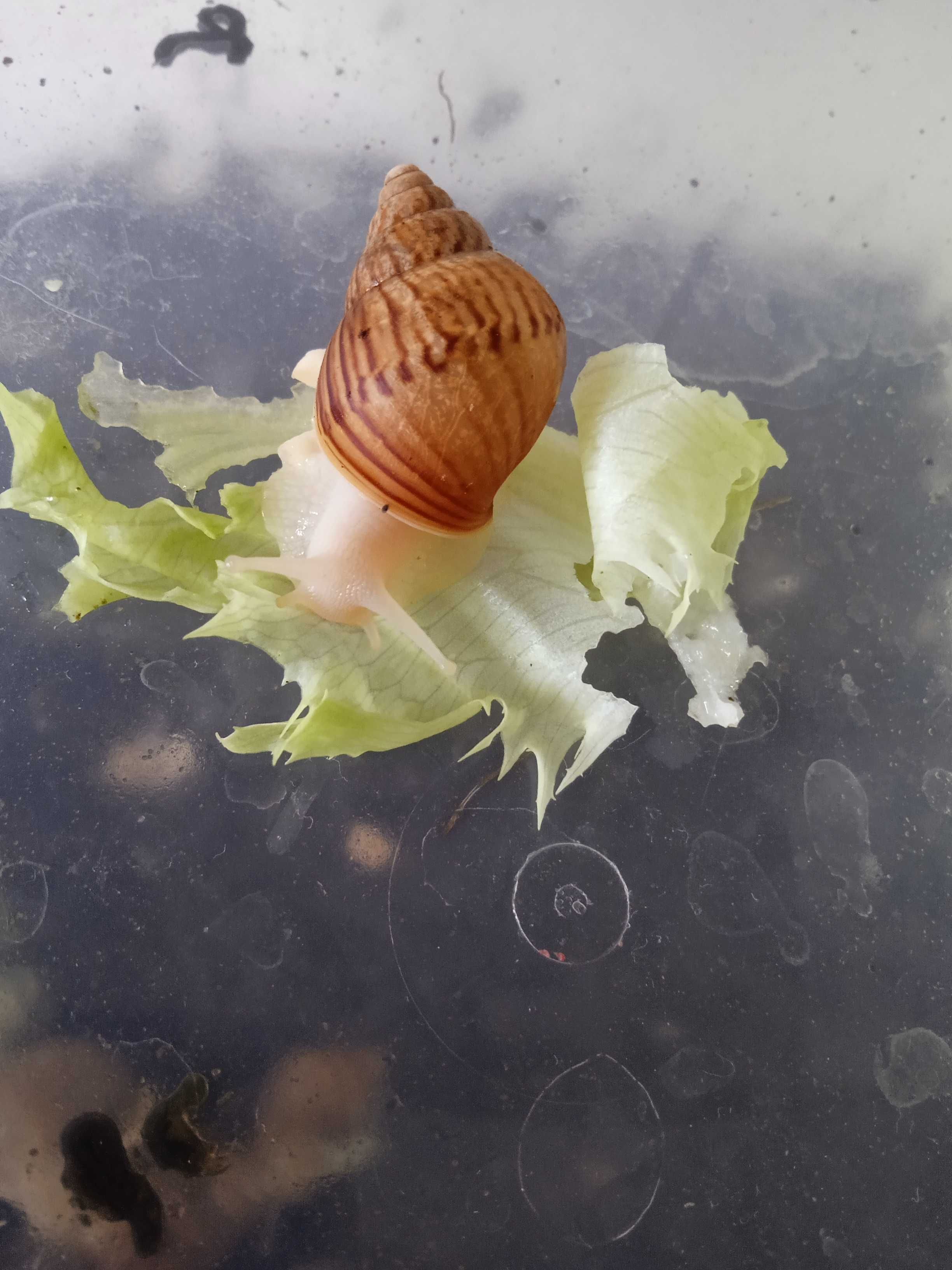 Ślimaki Achatina