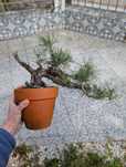 Pré Bonsai Pinheiro Silvestre