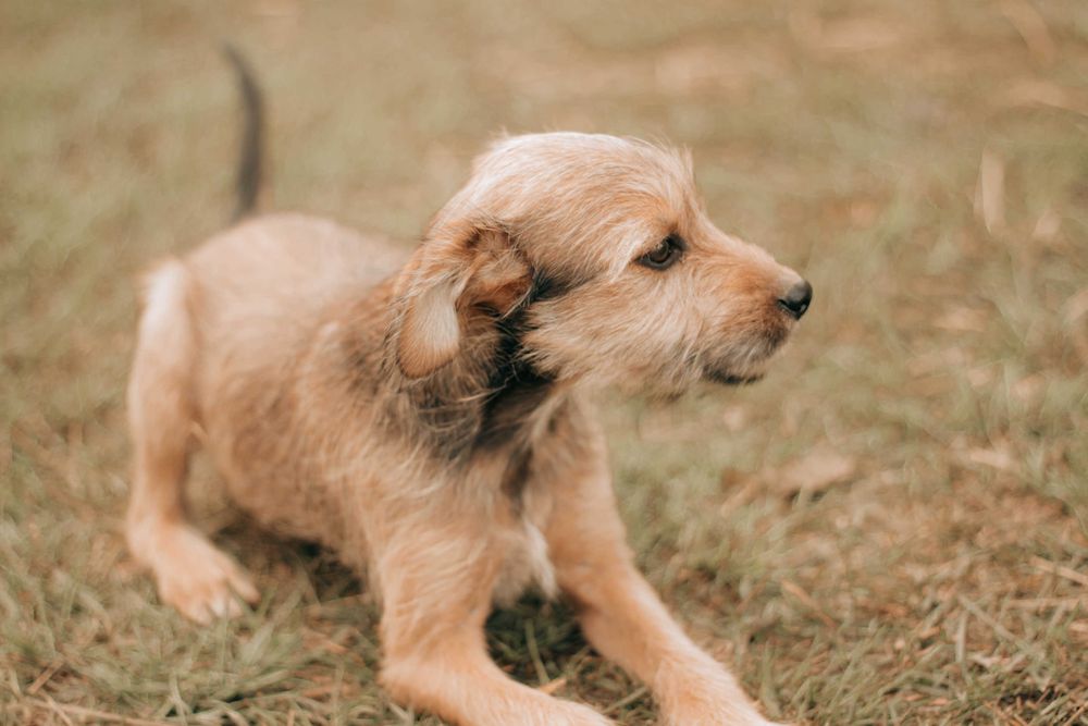 Charlie szczeniak szuka domu! | MASZ NOSA