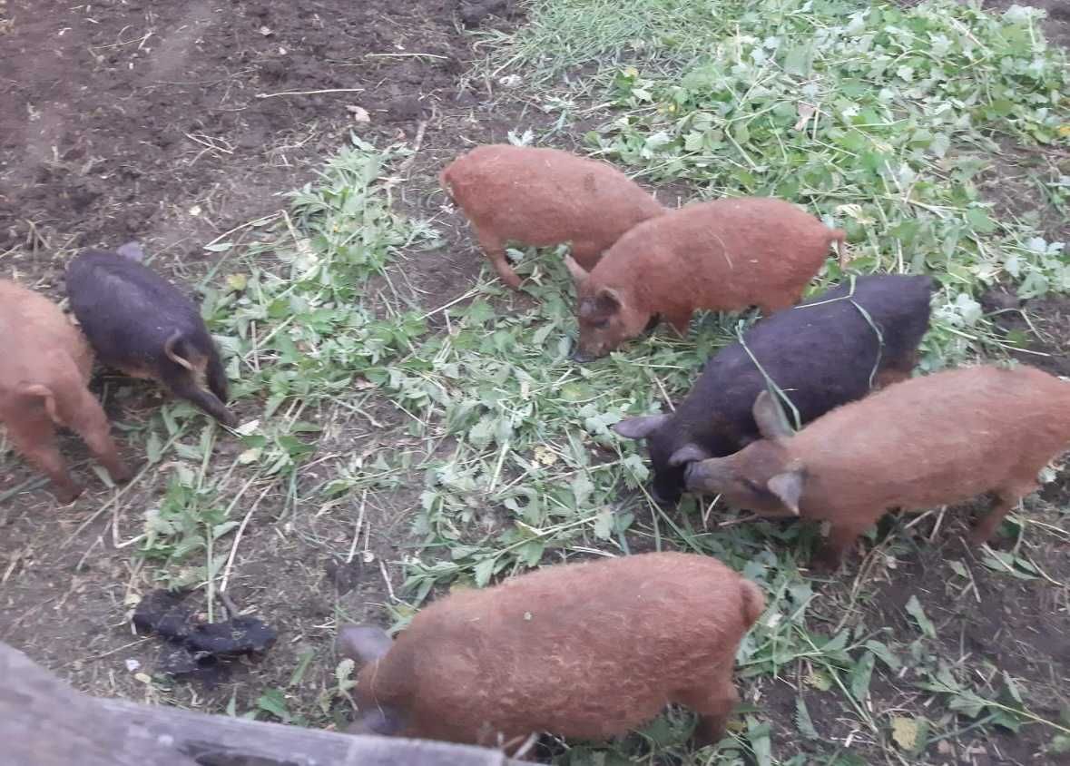 Mangalica sprzedam prosięta czystej rasy