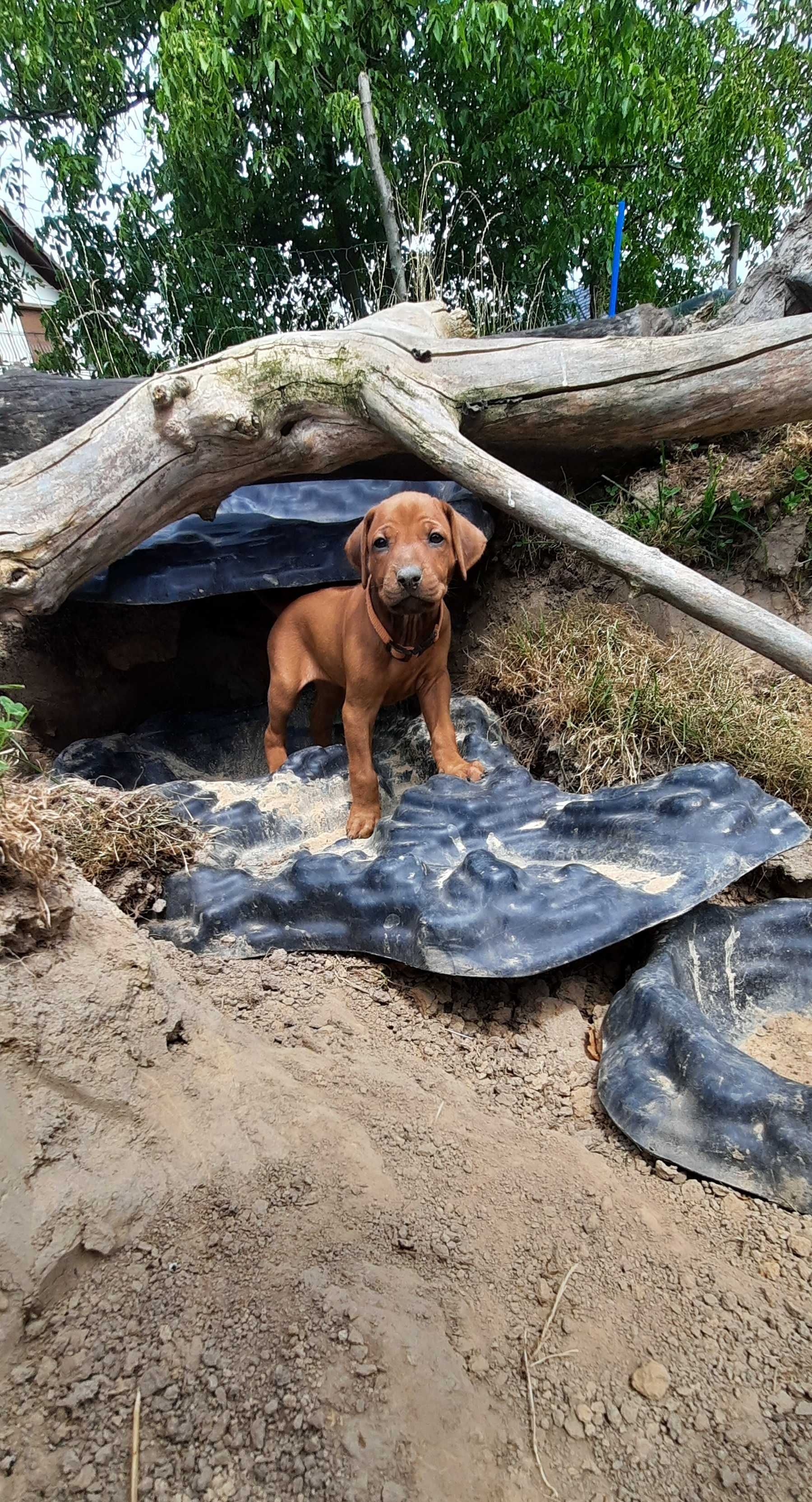 Szczenię Rhodesian Ridgeback - Hodowla ZKwP/FCI