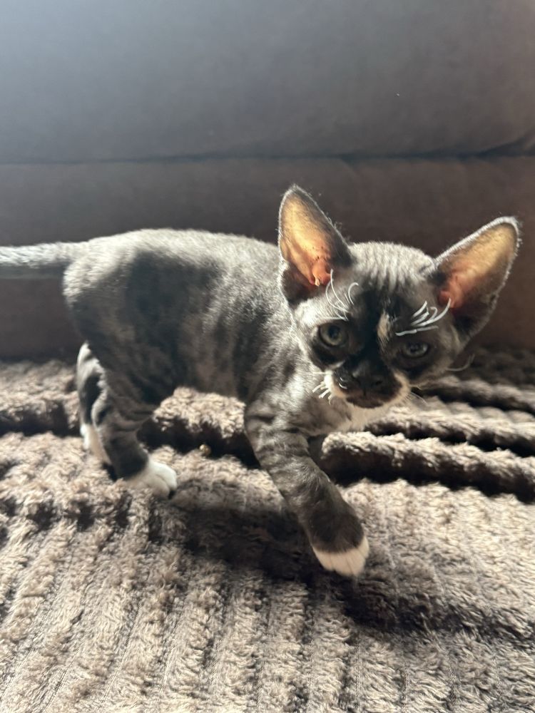 Devon rex kotka FPL