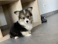 Fluffy welsh corgi pembroke