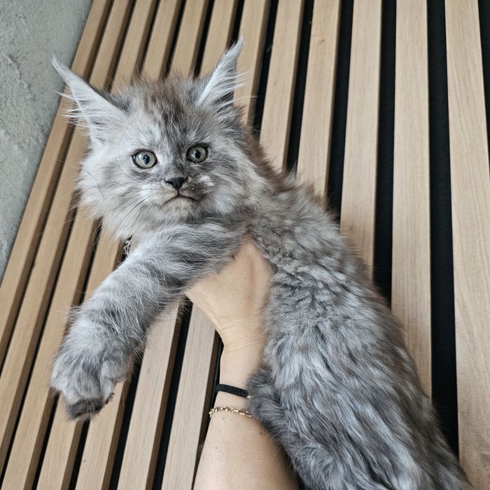 Koteczka dymna   Maine coon rodowód fpl