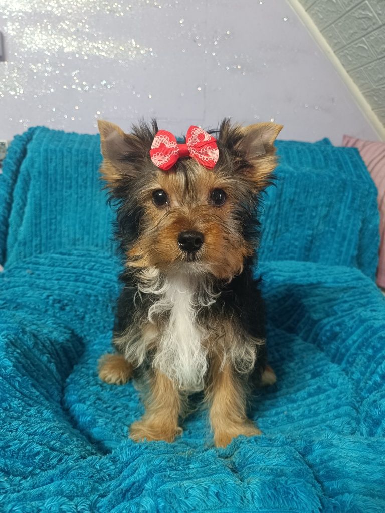 Yorkshire terrier śliczny piesek