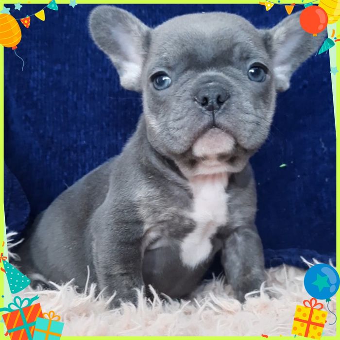 Розкішний цуцик чекає