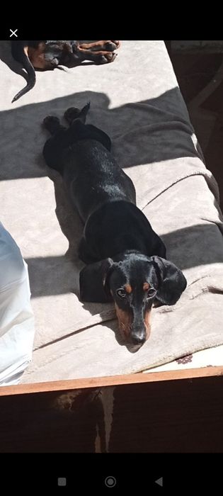 Віддам у добрі руки такса - міні на ім'я Дейзі