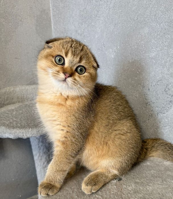 Zwisłoucha szkocka szynszyla