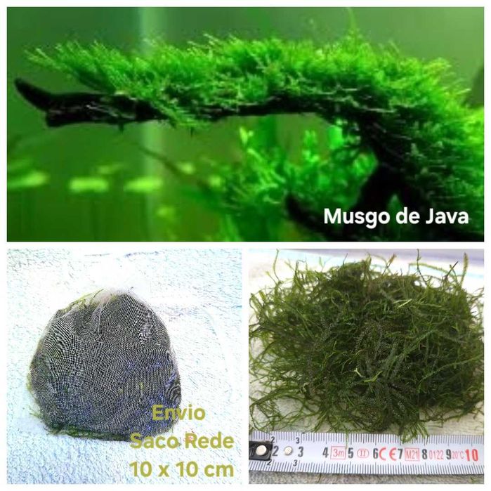 Pack 50 Plantas Aquário Low Tech – 10 Espécies, Fácil Manutenção