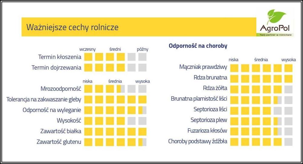 Pszenica Oścista FENOMEN -Najbardziej Doceniana Ostka Nasiona Pszenicy