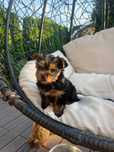 Suczka York Mini Piękna Yorkshire terrier