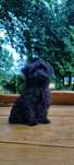 Urocza Suczka Maltipoo  • GOTOWE DO ODBIORU •
