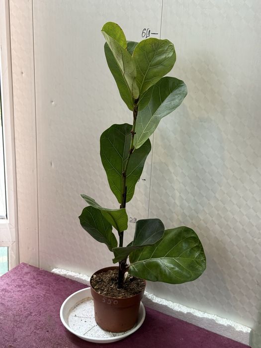 Фікус лірата  кімнатні рослини