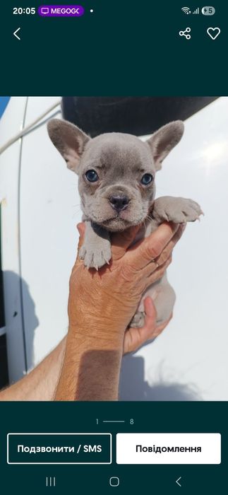 Французики чистокровні,красиві,здорові,розумні,найкращі,різних колір