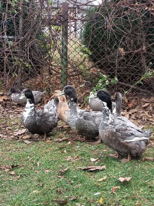 Качки Блакитний Фаворит 6 місяців 4,5 кіло