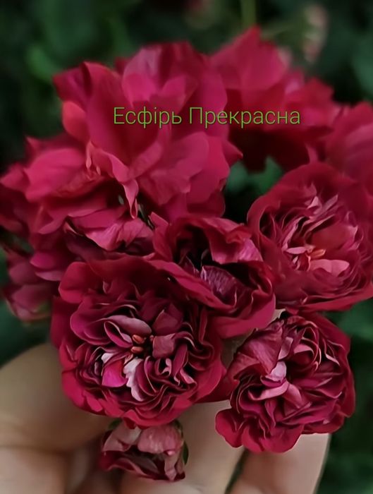 Пеларгонія/ розебудна 70 сортів/духмяна 12 сортів