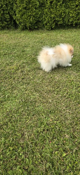 Szpic miniaturowy piesek biało rudy