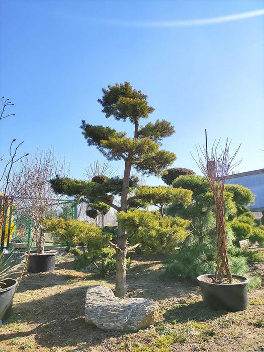 Pietraszewski drzewa i krzewy ozdobne, formowane Bonsai Sosna Cyprys
