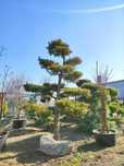 Pietraszewski rośliny i krzewy ogrodowe, formowane Bonsai Sosna Cyprys