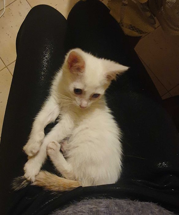 Kotki białe do adopcji