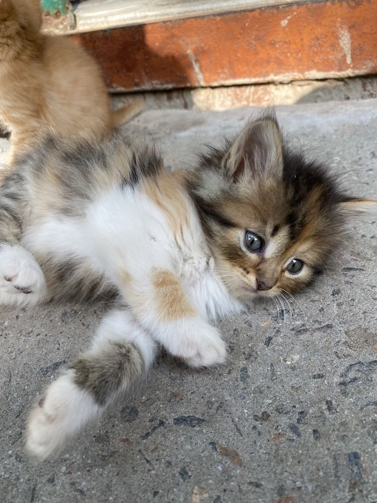 Кошеня в хороші руки