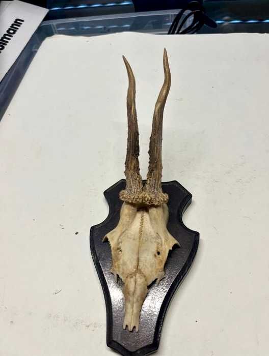 Coleção particular de troféus de caça