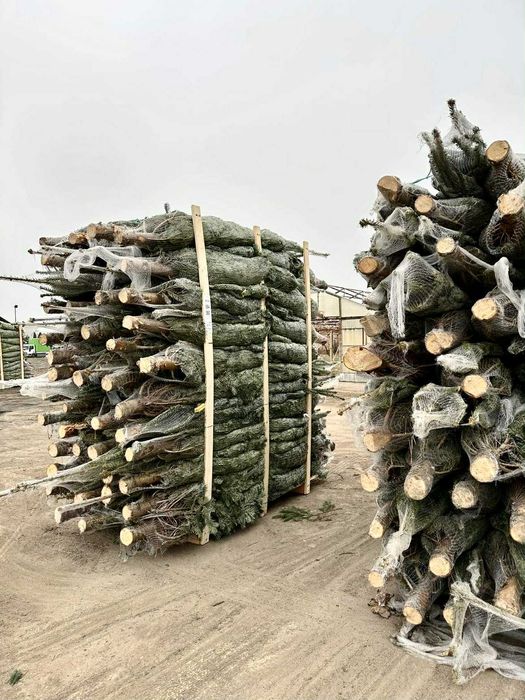 jodła kaukaska 1.70-2.00 swierki choinki