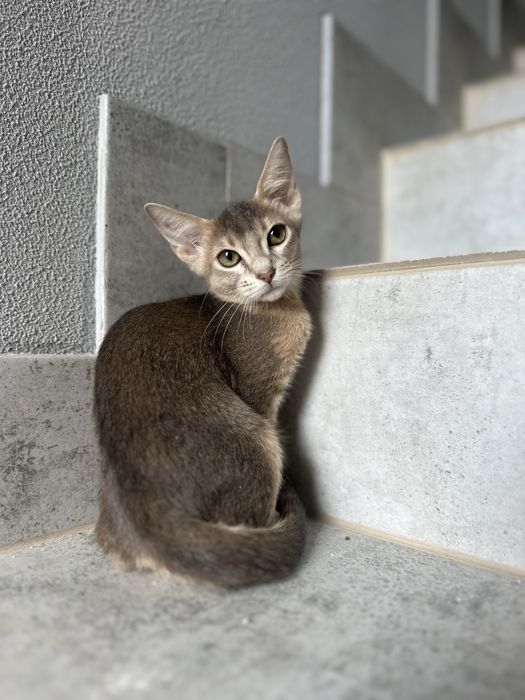 Котики абіссінські дикий , блакитний та сорель окрас